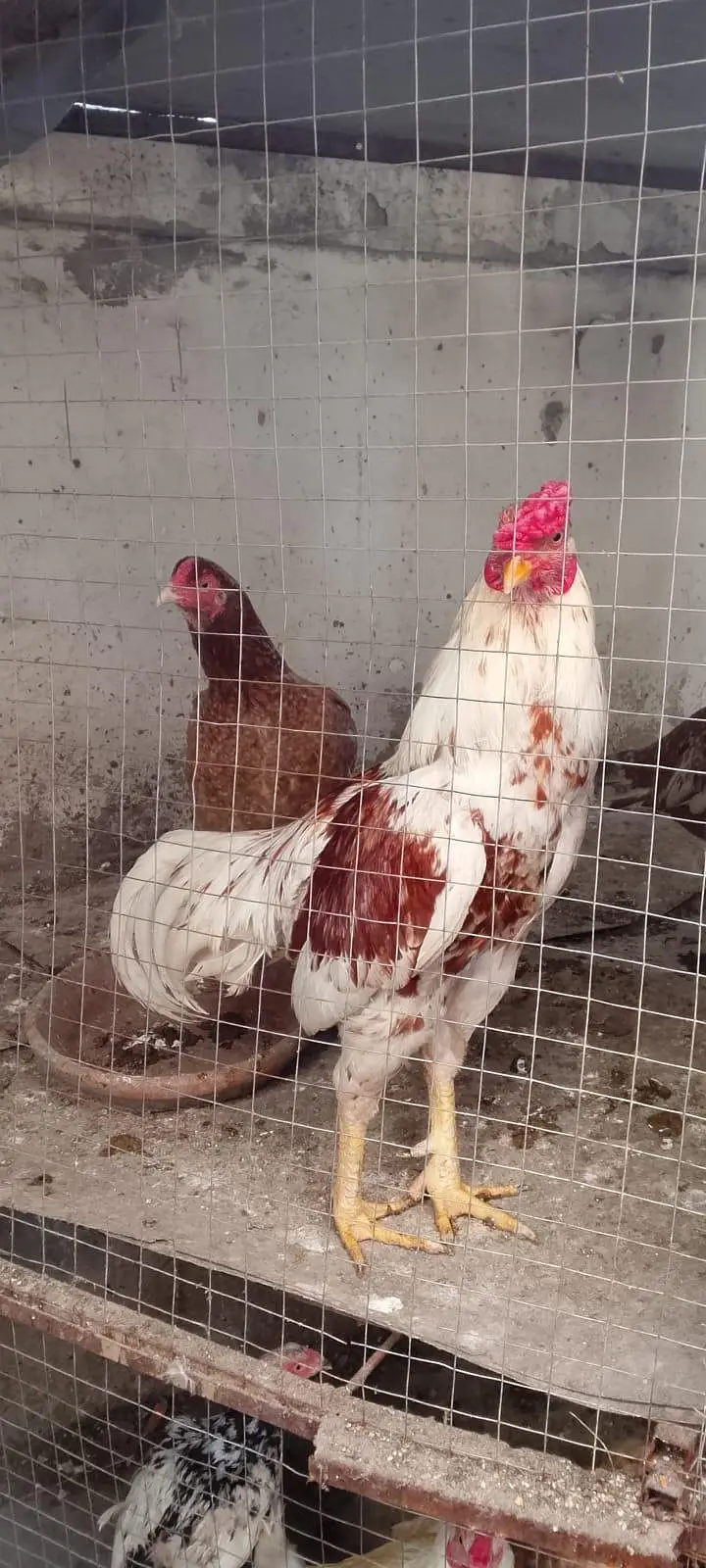 Aseel Setup for Sell & Exchange Murghay Murhiyan Chicks Eggs Cages all — photo 4