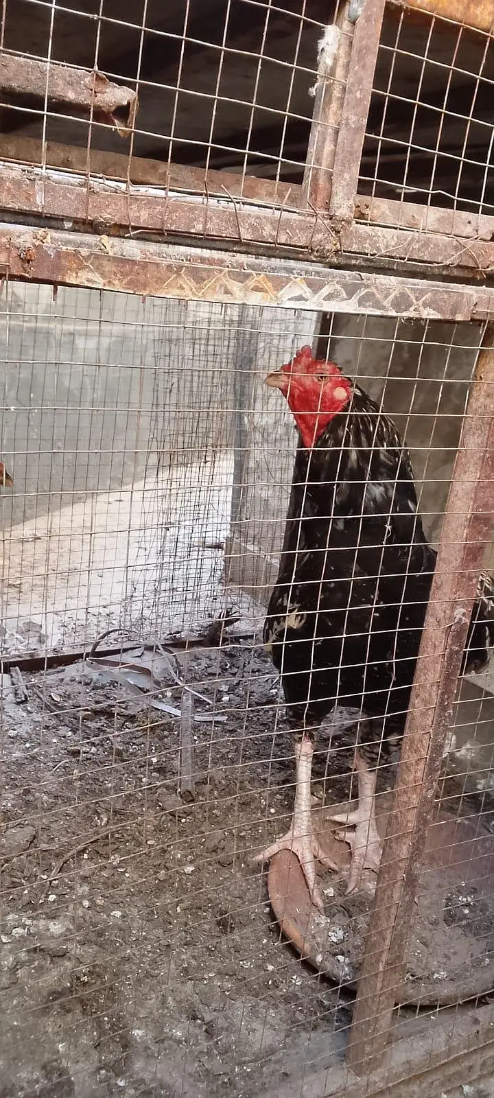 Aseel Setup for Sell & Exchange Murghay Murhiyan Chicks Eggs Cages all — photo 5