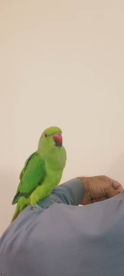 Parrot for sale