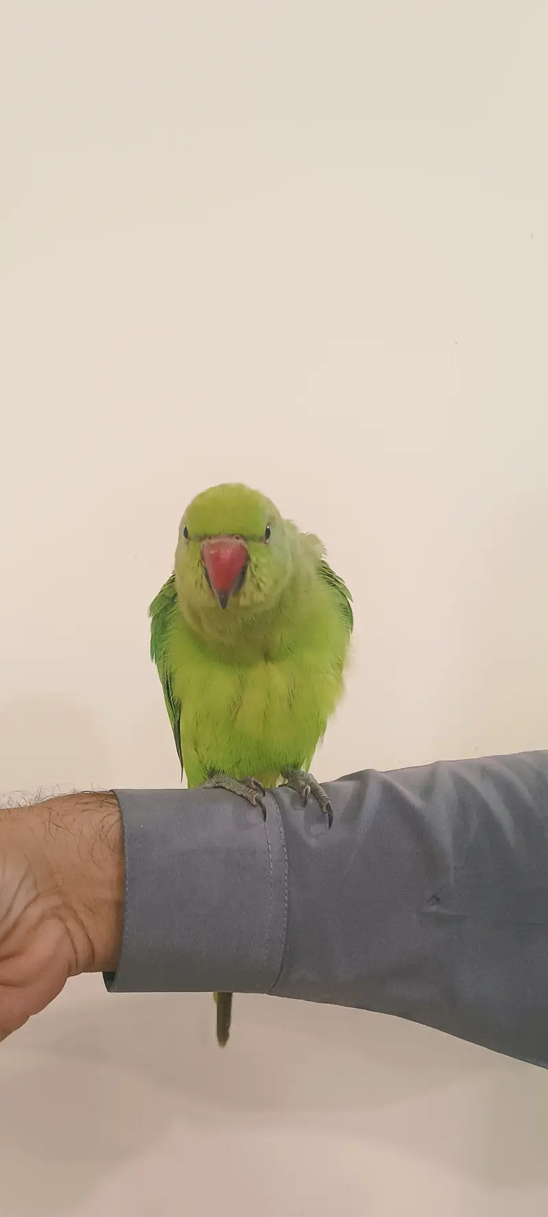 Parrot for sale — photo 2