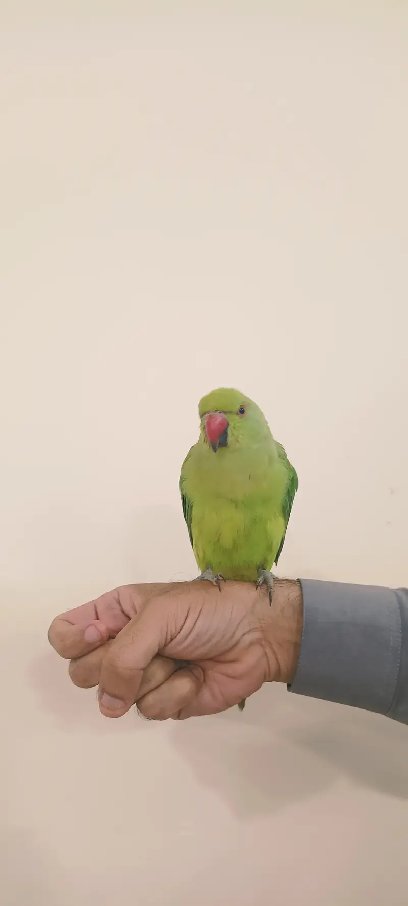 Parrot for sale — photo 3