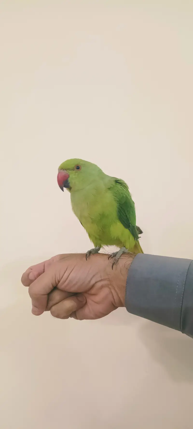 Parrot for sale — photo 4