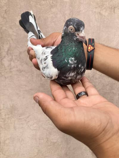 Pure teedy and other breeds  quality birds