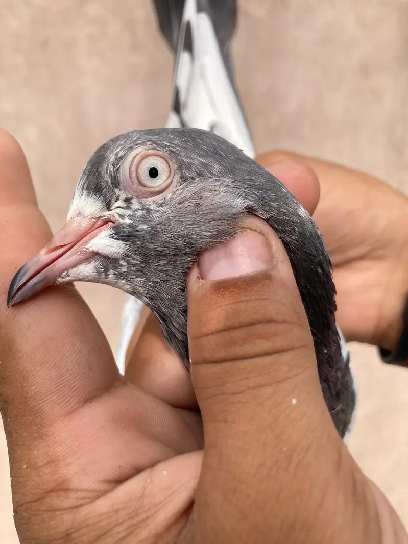 Pure teedy and other breeds  quality birds — photo 4