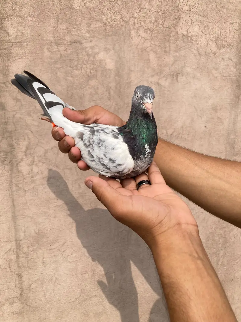 Pure teedy and other breeds  quality birds — photo 5