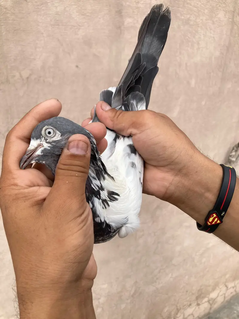 Pure teedy and other breeds  quality birds — photo 6