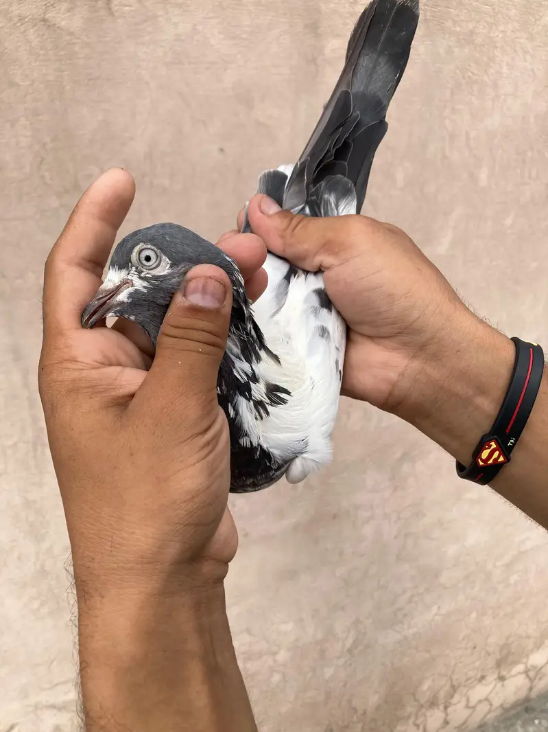 Pure teedy and other breeds  quality birds — photo 7