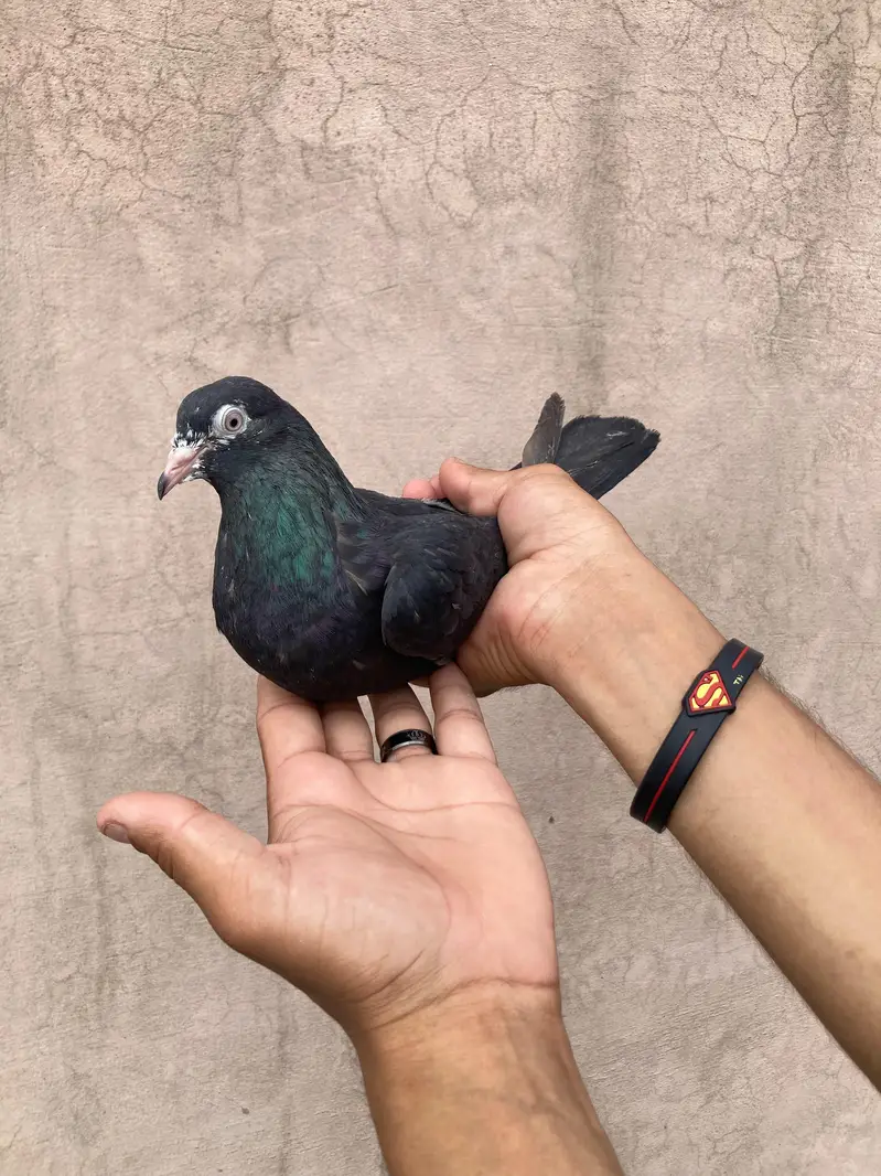 Pure teedy and other breeds  quality birds — photo 8