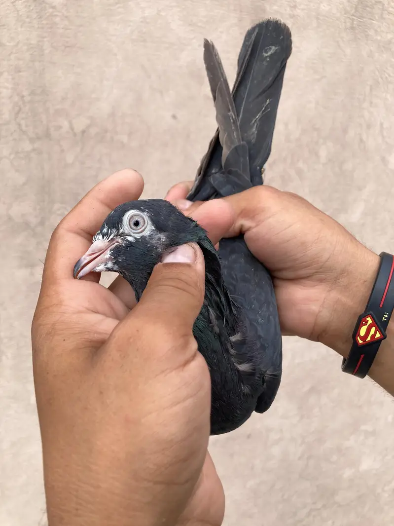Pure teedy and other breeds  quality birds — photo 9