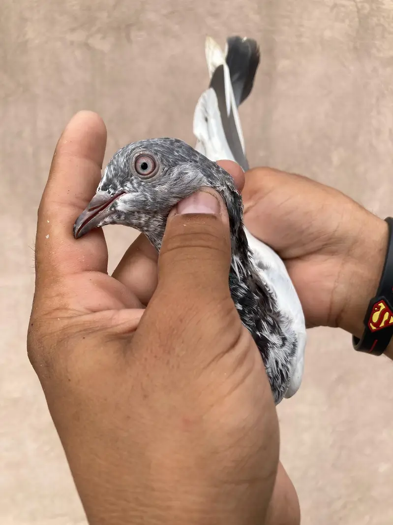 Pure teedy and other breeds  quality birds — photo 10