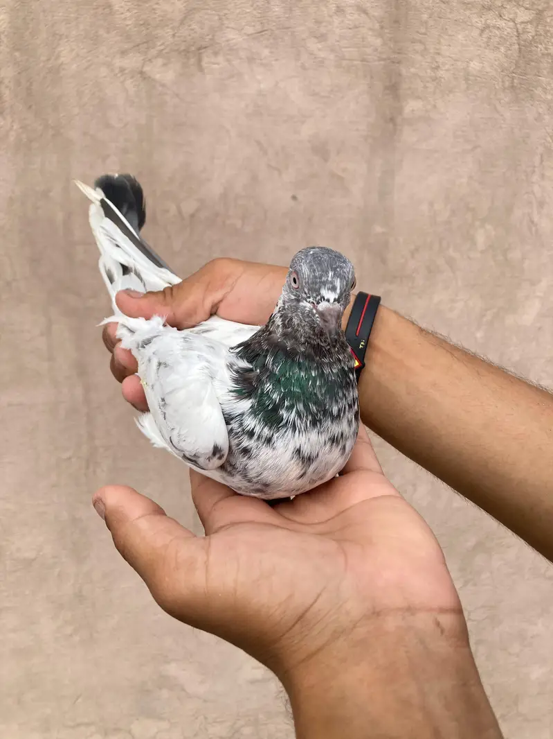 Pure teedy and other breeds  quality birds — photo 11