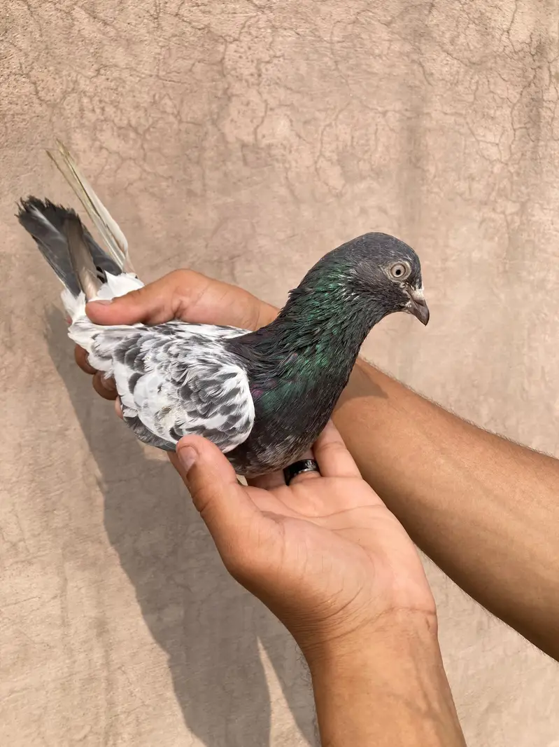 Pure teedy and other breeds  quality birds — photo 12
