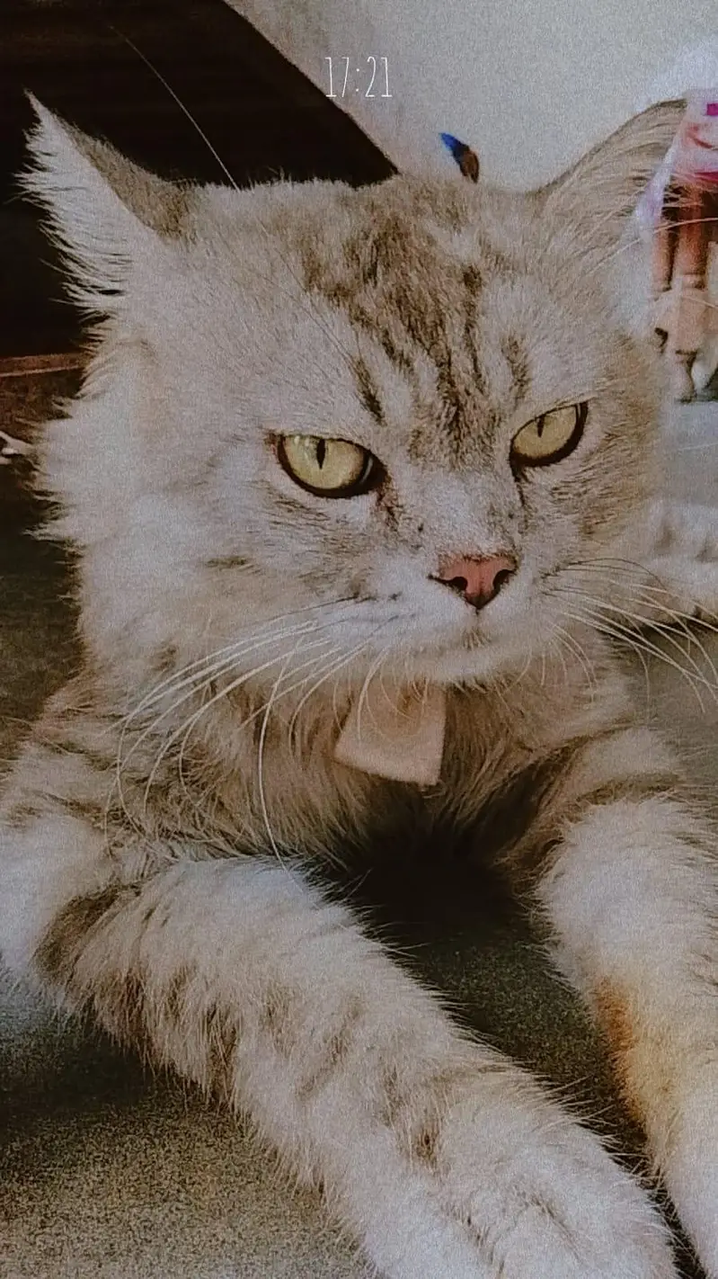 grey person male pat — photo 3