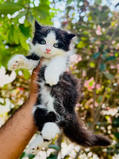 persian cats and kittens for sale wtsapp (0307/710/92/69)