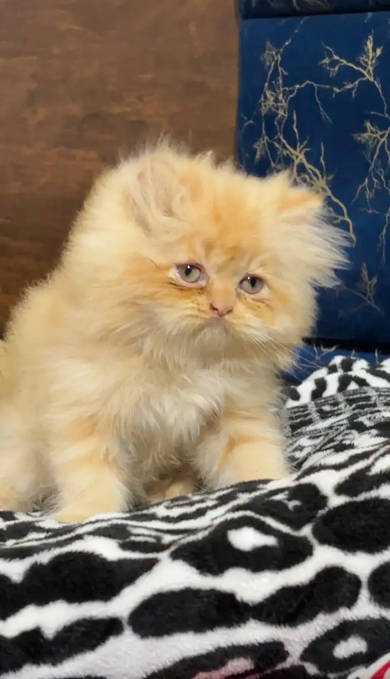persian cats and kittens for sale wtsapp (0307/710/92/69) — photo 7