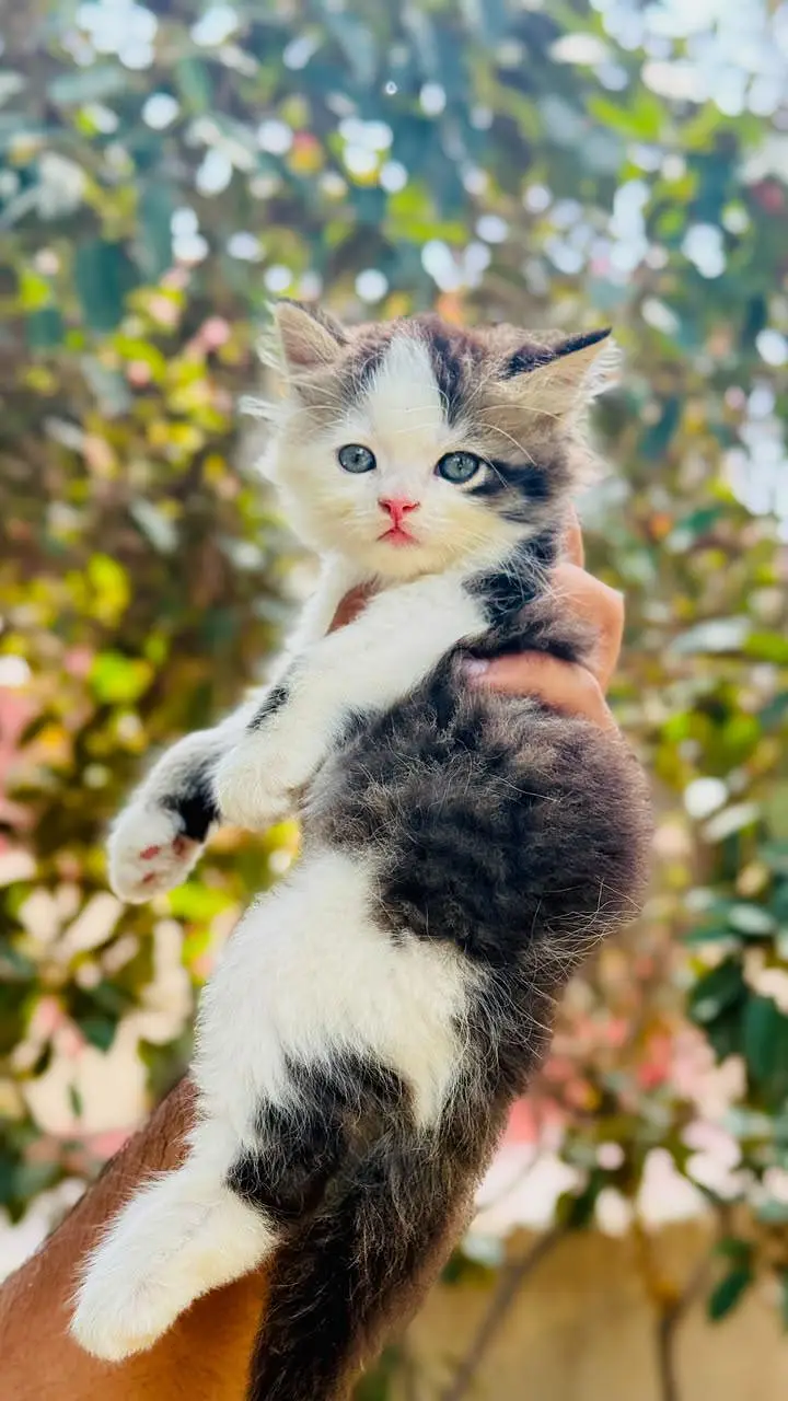 persian cats and kittens for sale wtsapp (0307/710/92/69) — photo 9