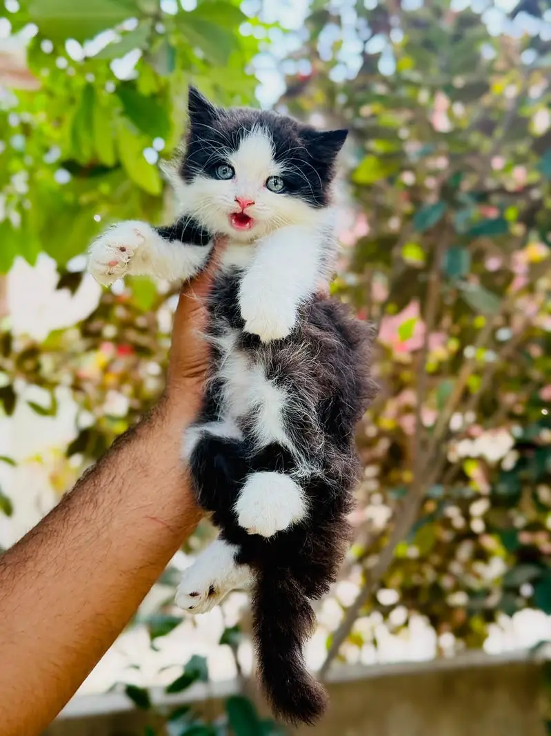 persian cats and kittens for sale wtsapp (0307/710/92/69) — photo 10