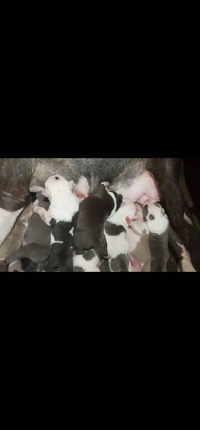 03437096383  American bully for sale h gu quality puppy available