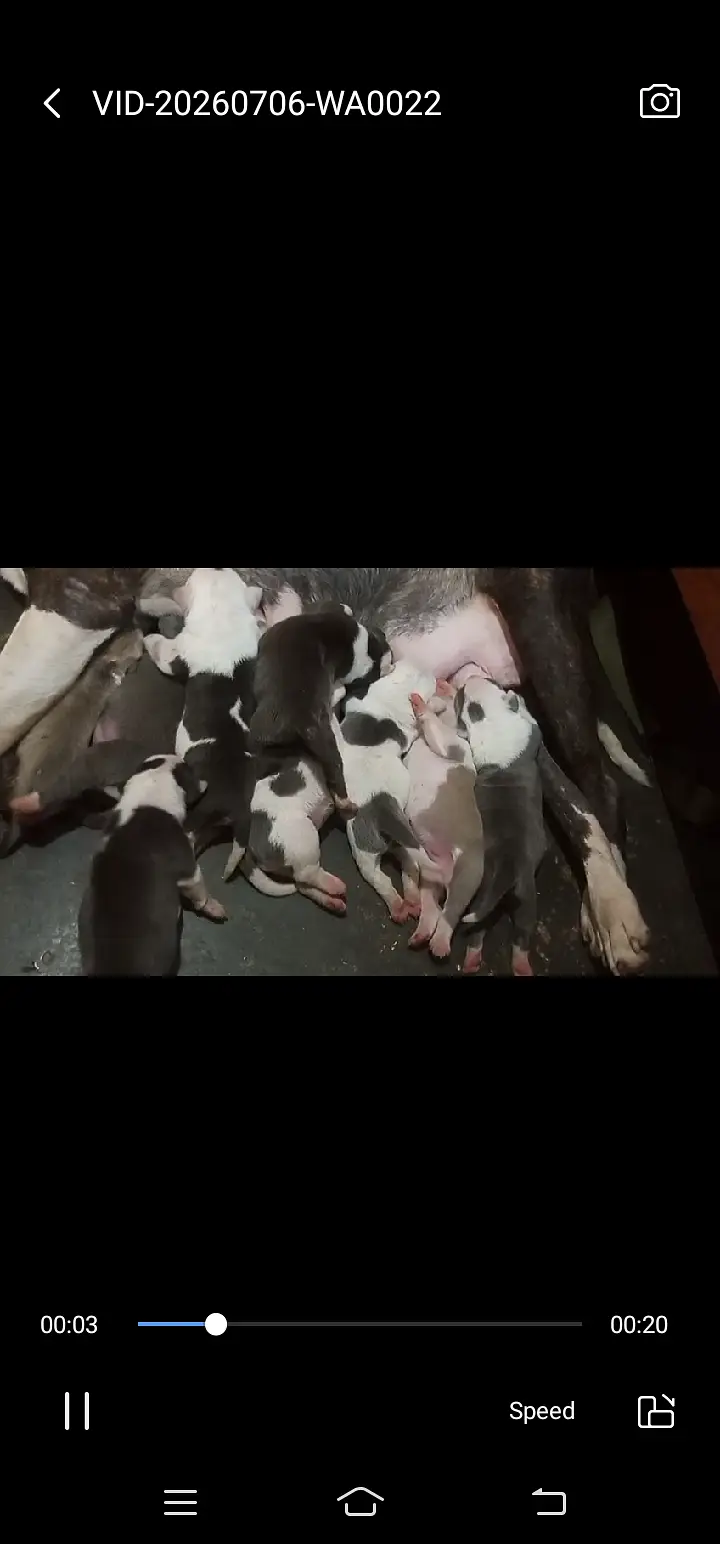 03437096383  American bully for sale h gu quality puppy available — photo 2