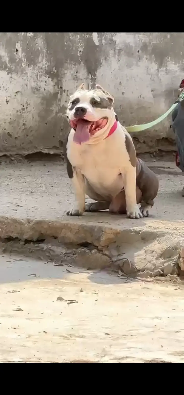 03437096383  American bully for sale h gu quality puppy available — photo 3