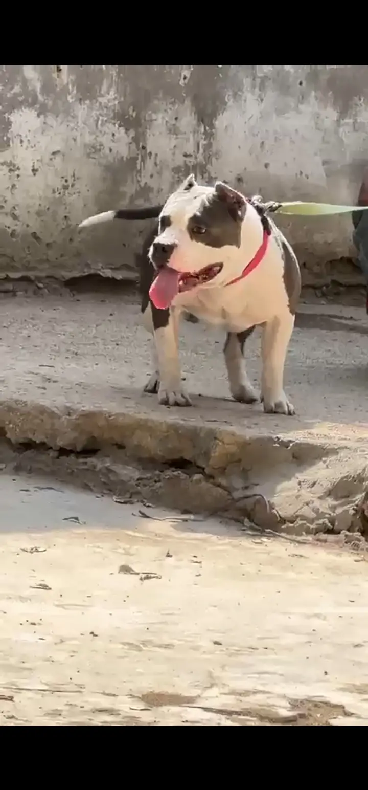 03437096383  American bully for sale h gu quality puppy available — photo 4