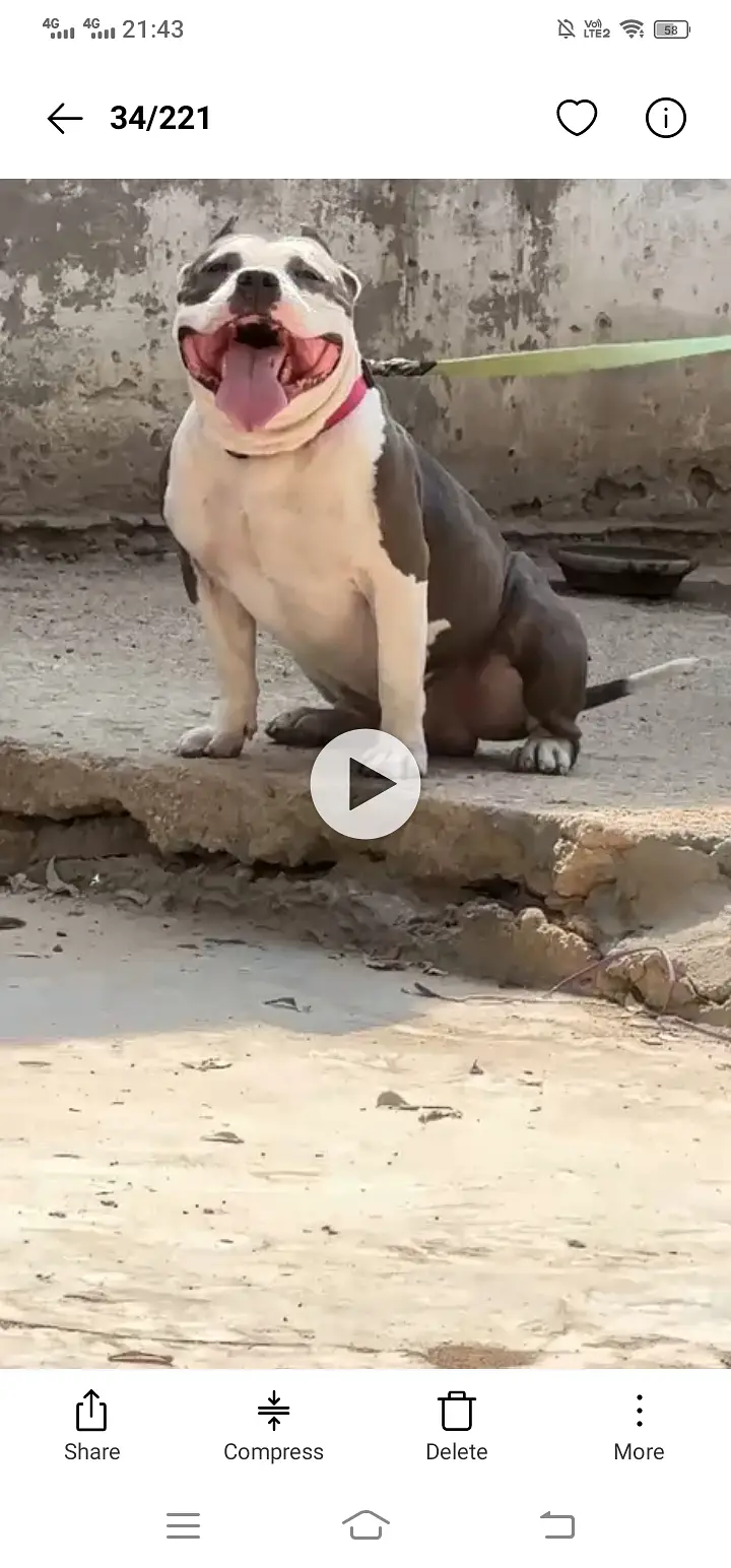 03437096383  American bully for sale h gu quality puppy available — photo 5