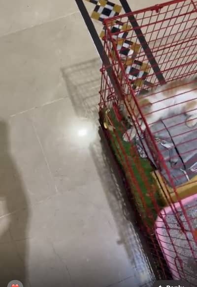 Cat For Sale