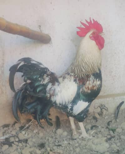 Pure Desi Original Young Murgha for Sale – 8 Months Old