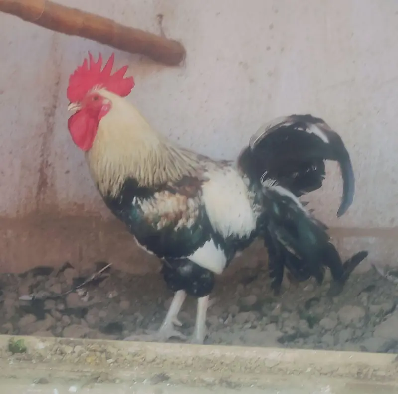 Pure Desi Original Young Murgha for Sale – 8 Months Old — photo 2