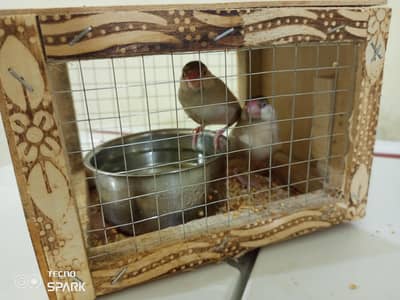Jawa Love birds pair for Sale