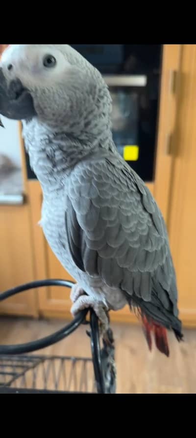 African grey for sale
