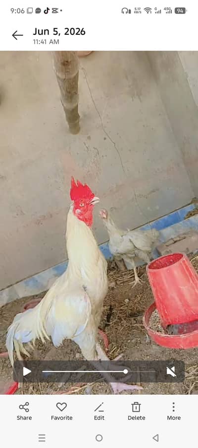 Malik aseel Bengum morga white begum