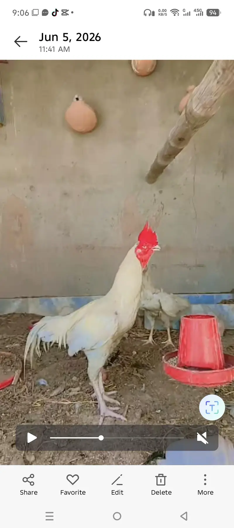 Malik aseel Bengum morga white begum — photo 2