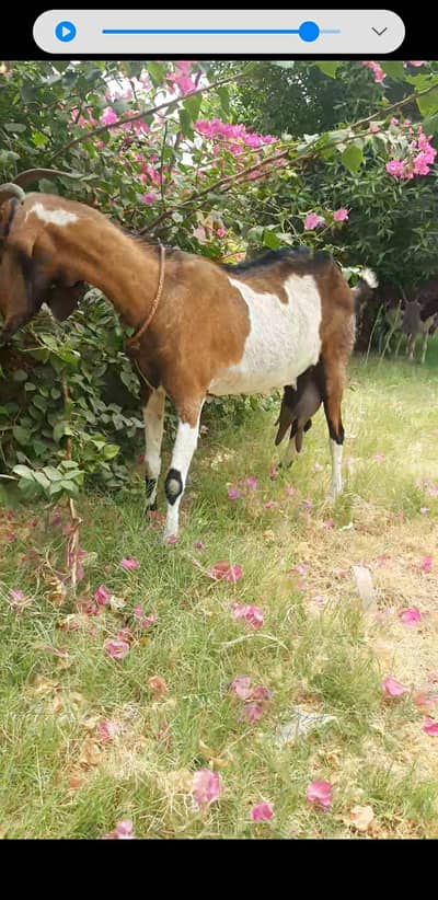bakri dodh wali 6 dant