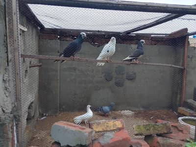 High Quality Teddy and Ferozpuri Pigeons For Sale