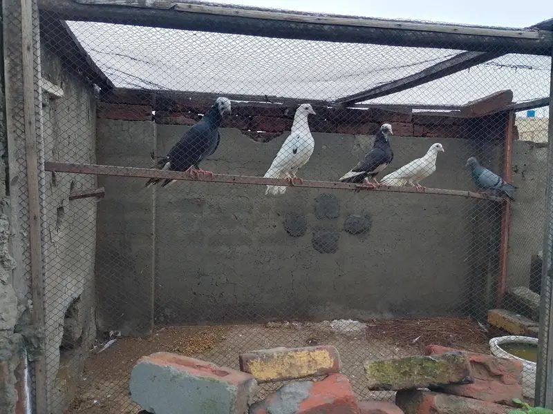 High Quality Teddy and Ferozpuri Pigeons For Sale — photo 2