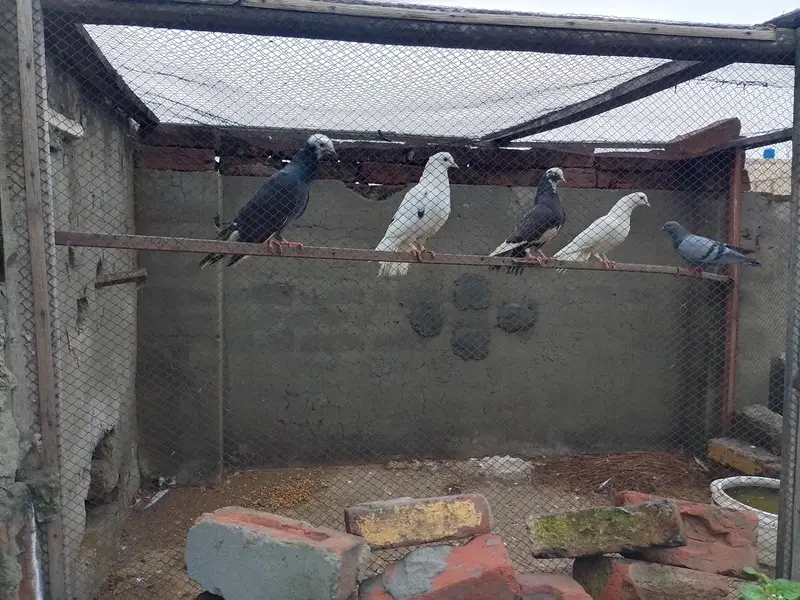High Quality Teddy and Ferozpuri Pigeons For Sale — photo 3
