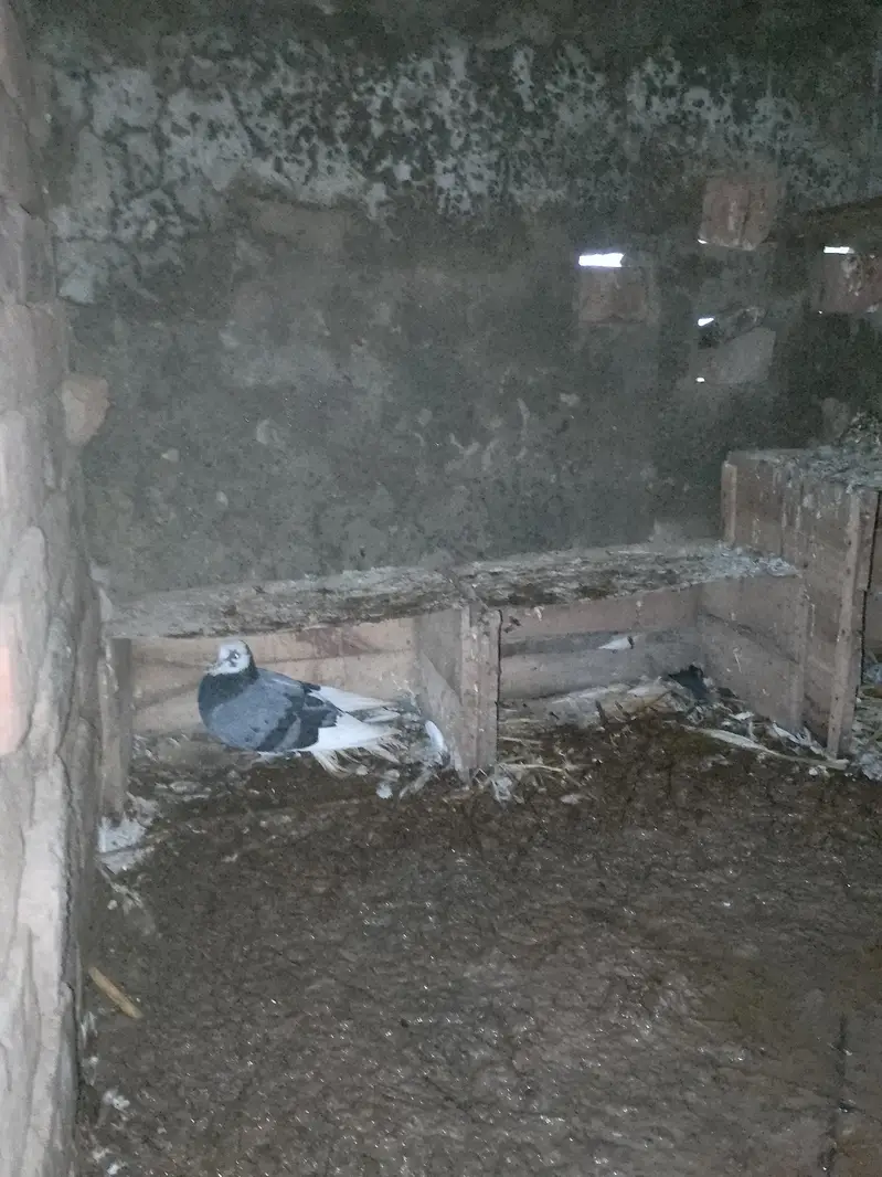 High Quality Teddy and Ferozpuri Pigeons For Sale — photo 4