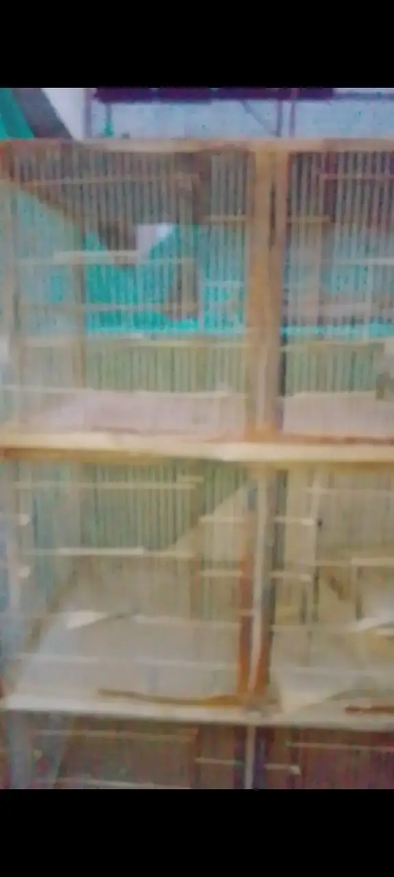 pigeon and parrot cage8 — photo 2