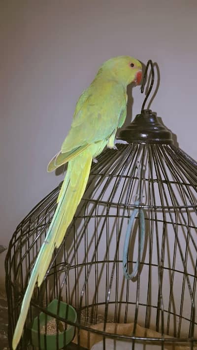 green parrot