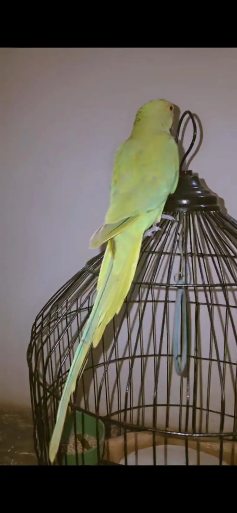 green parrot — photo 2