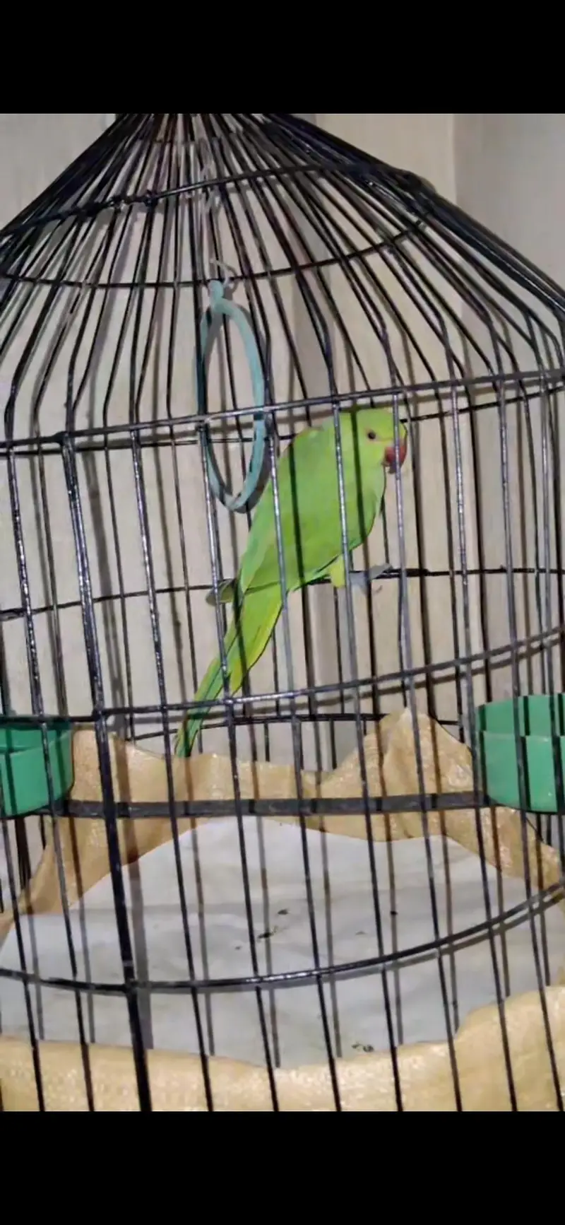 green parrot — photo 3