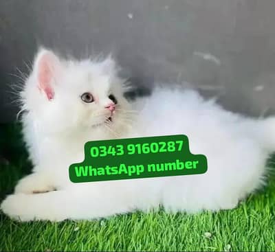 ( Persian Female Kitten ) For sale Contact WhatsApp