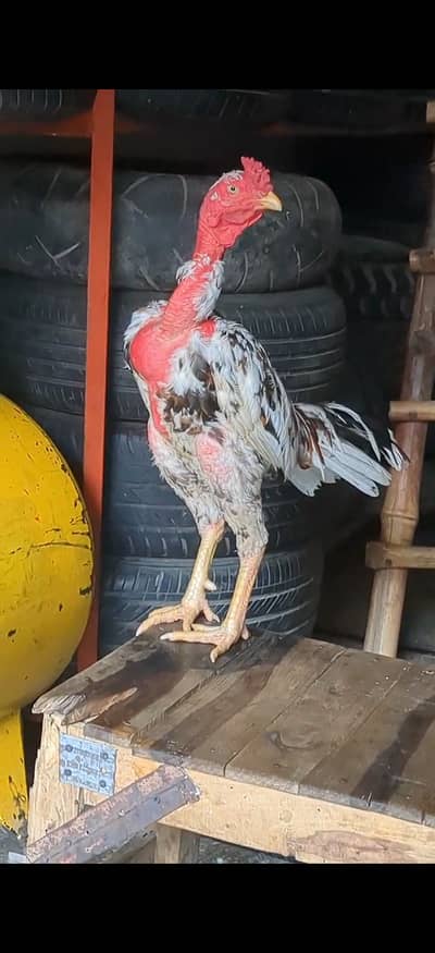 Vietnam Aseel Murgh 9 months patha heera lakha. (Cheena) 0324441341