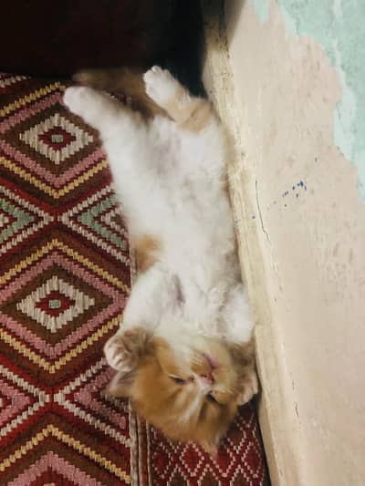 PERSIAN KITTENS Punch face threpple coat