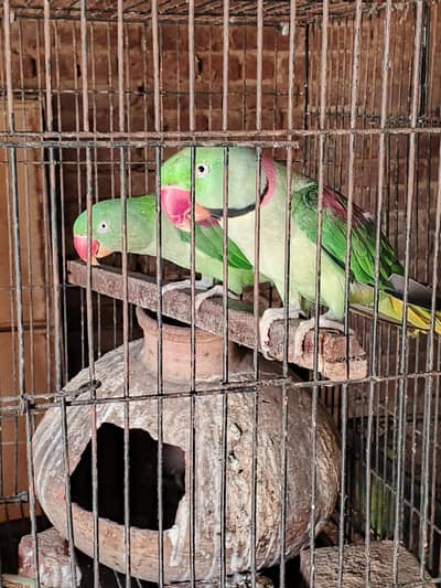 3 pair