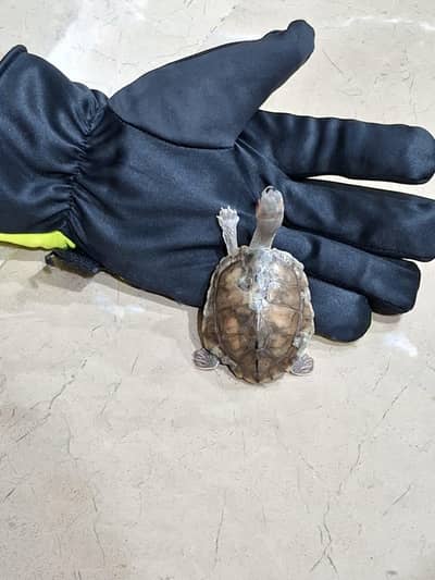 red ear turtle along with aquarium and accessories