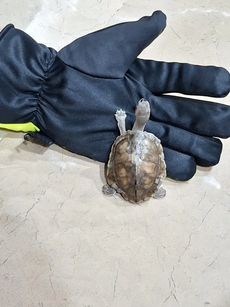 red ear turtle along with aquarium and accessories