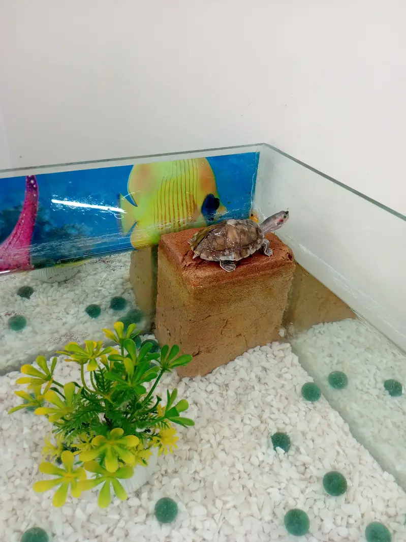 red ear turtle along with aquarium and accessories — photo 3