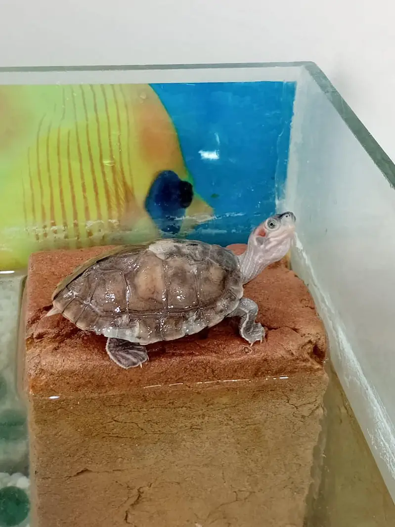 red ear turtle along with aquarium and accessories — photo 4